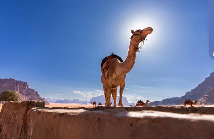 Joy To Wadi Rum Exterior foto